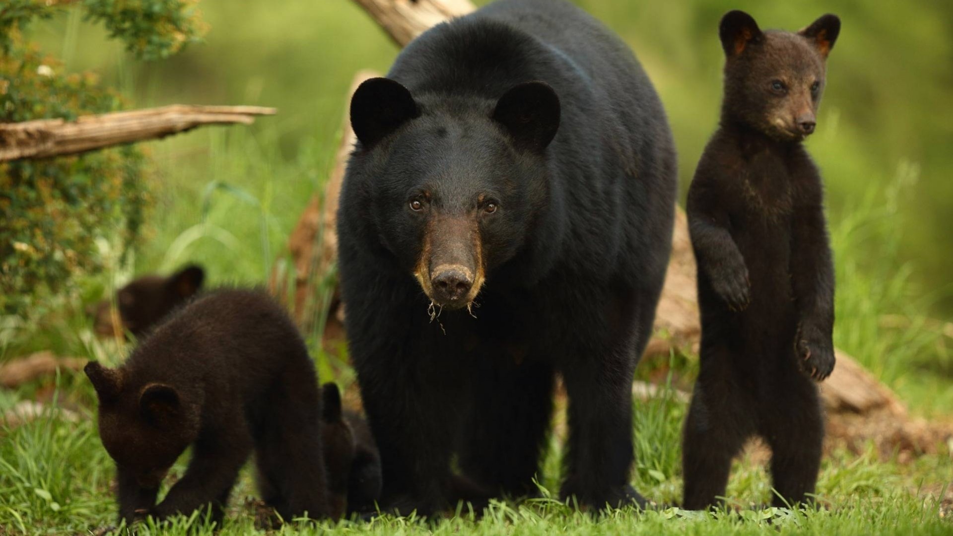 Ways to Give Corporate Florida Black Bear Scenic Byway