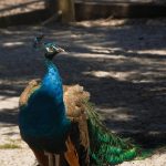 Barberville Peacock