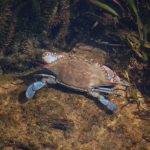 Blue Crab in Salt Springs