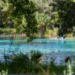 Swimming at Silver Glen Springs