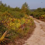 The sandy Yearling Trail